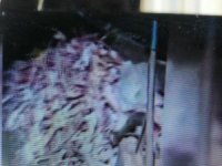TARIM ve Orman Bakanlığı, Melikgazi'de bir ahırın içindeki soğuk hava deposunda bulunan yaklaşık 1,5 ton et imha edildi