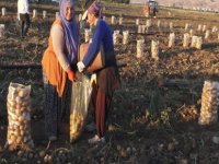 Yeşilhisar'da hasat edilen patatesler yurt dışına ihraç ediliyor