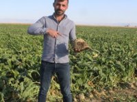 Pancar'da ekmek de var para da var huzur da var mutluluk da var