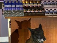 800 Paket bandrolsüz sigara ele geçirdi