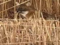 Sultan Sazlığı Milli Parkı’nda çakal görüntülendi