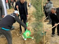 ALİ DAĞININ ZİRVESİNE 1111 FİDAN