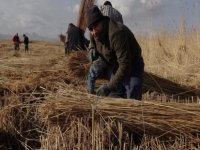 ‘GÜNLÜK 600 BAĞ KADAR KAMIŞ HASAT EDİLİYOR’