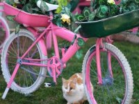 Büyükşehir Belediyesi'nden patili dostlara yaşam desteği