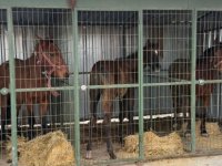 At eti kesimi yapılan kaçak işletmeye operasyon