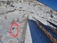 Yahyalı’da vaşak ailesi kameraya yansıdı