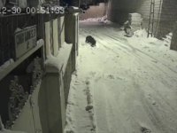 Kayseri’de domuz sürüsü güvenlik kameralarına yansıdı