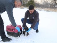 2025 yılında 4.300 sokak hayvanına yardım ve sağlık hizmeti verdi