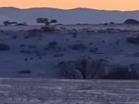 Kayseri’nin Tomarza ilçesinde kurt sürüsü cep telefonu kamerası ile görüntülendi.