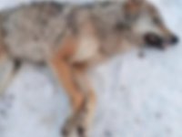 Kayseri’de silahla vurulmuş kurt, ölü bulundu