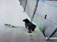 Pınarbaşı’nda mahsur kalan vaşak kurtarıldı