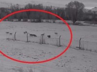 Pınarbaşı’da kurt sürüsü köpeği öldürdü; olay anı kamerada