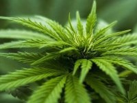 Kayseri’nin de aralarında bulunduğu 21 ilde kenevir yetiştirilecek