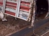 Büyükbaş hayvan taşıyan kamyonet devrildi; hayvanlar yola savruldu