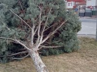 Kayseri’de şiddetli rüzgar ağacı kökünden söktü