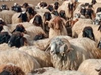 Kayseri'de küçükbaş hayvan sayısı 1 milyon 150 bine ulaştı