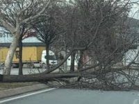 Kayseri’de şiddetli rüzgar ağacı kökünden söktü
