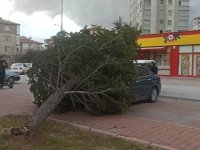 Turgutreis Mahallesi’nde ağaç otomobilin üzerine düştü