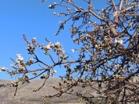Yahyalı’da badem ağacı şubatta çiçek açtı