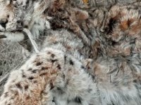 Kayseri'de ölü vaşak bulundu 