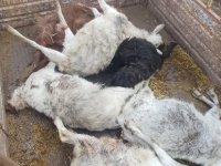 Kayseri'de yabani hayvanların saldırısına uğrayan 6 keçi telef oldu